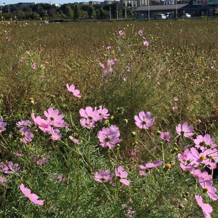 道の駅やちよのインスタグラム