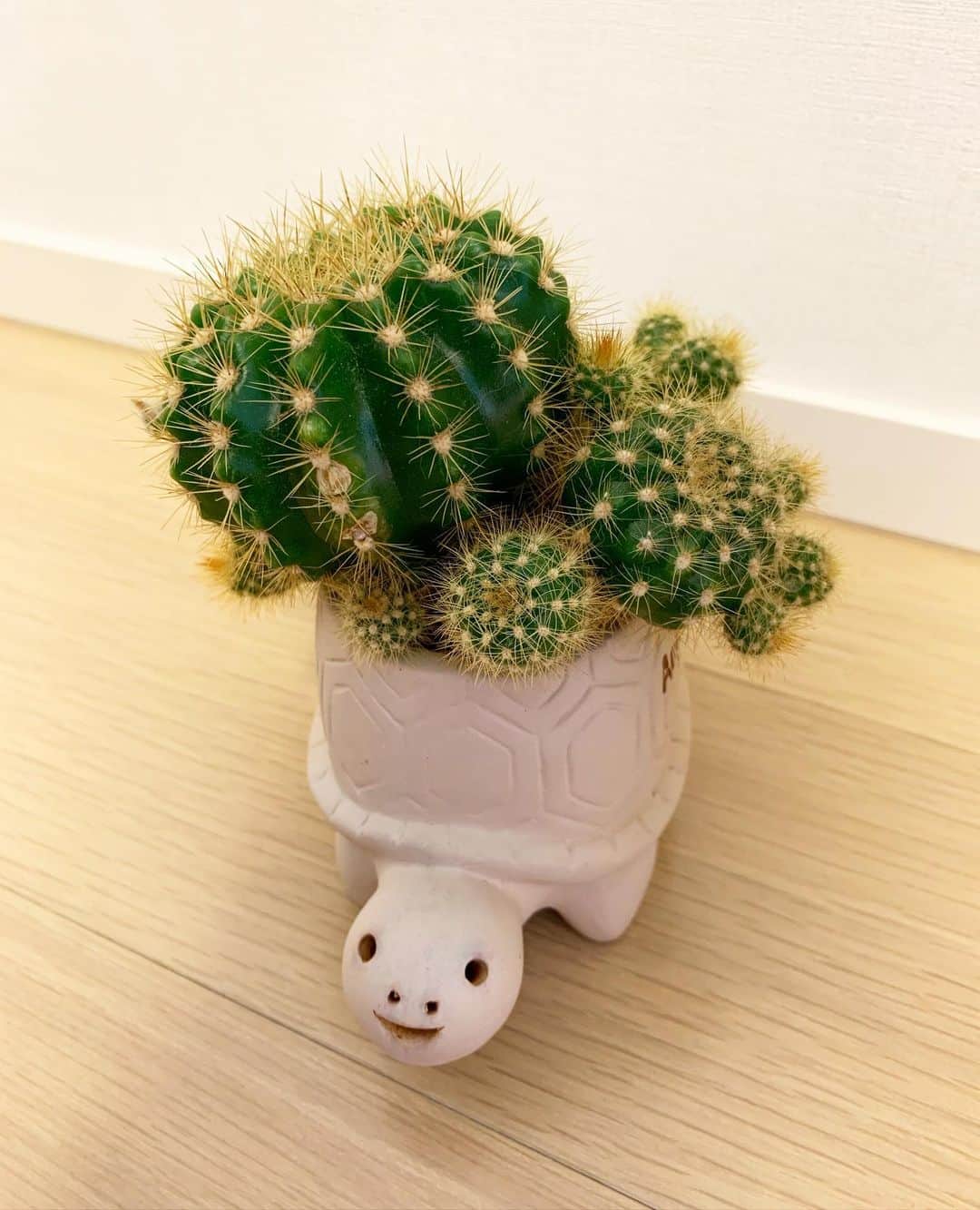 加藤綾子さんのインスタグラム写真 - (加藤綾子Instagram)「ぽこぽこが止まらない🥺🌵」11月8日 12時58分 - ayako_kato.official