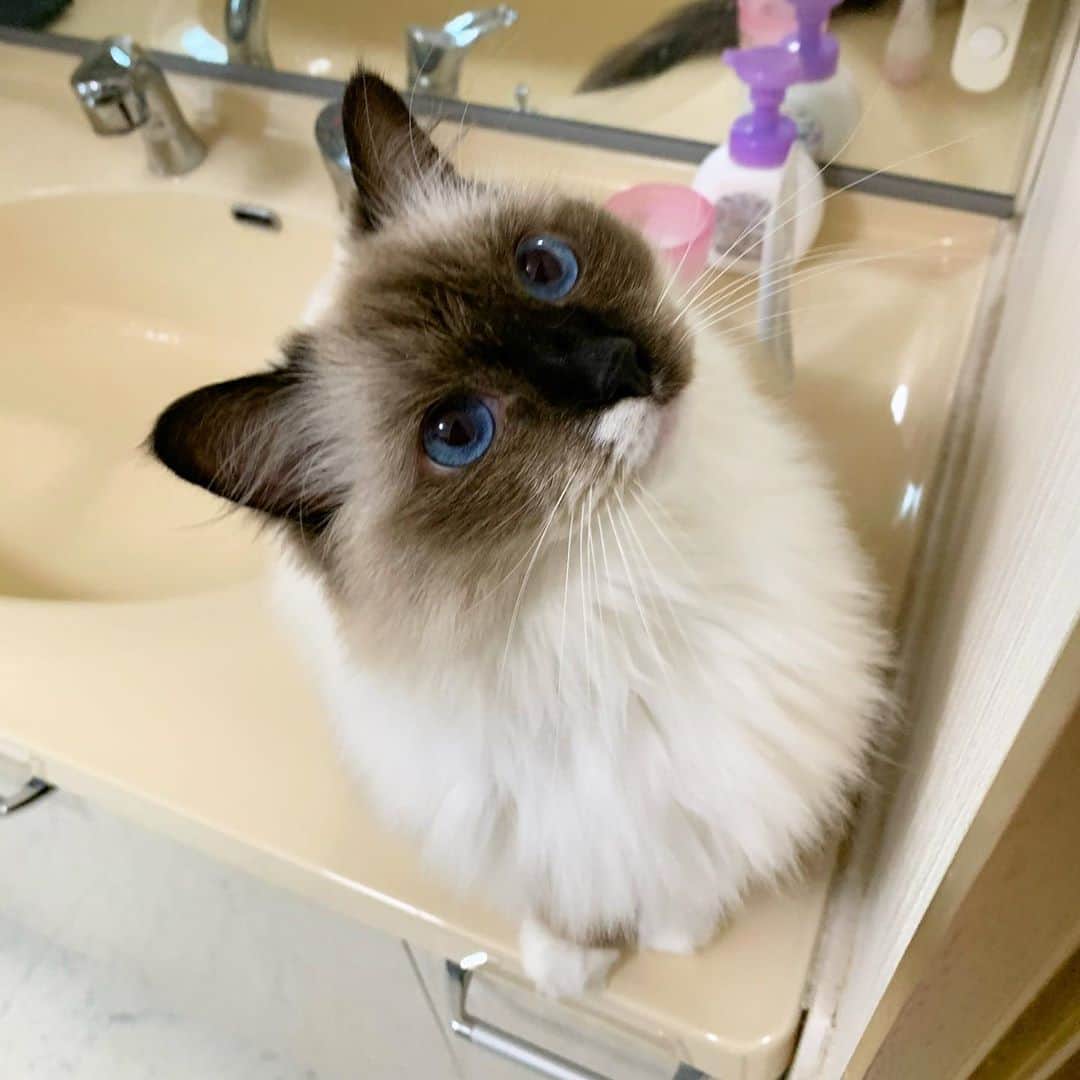 takegaeruのインスタグラム：「久々の定ポジションから📸 #cat #猫 #ragdoll #ラグドール #ホワイトポッチーズ」