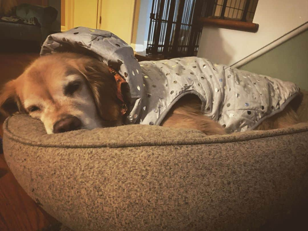 モヒートさんのインスタグラム写真 - (モヒートInstagram)「Is there anything sweeter than a doggo snoozing in a coat? I don’t think so. 💜🐾 just a happy little photo to end a wonderful day for this country! #doggo #cutedog #seniordog #sugarface #goldensofinstagram #goldenretriever #goodnight #sleepy #cute #adorable #smile #happy #dogs #dogsofinstagram #lovemydog #dogmom #petsofinstagram」11月8日 13時34分 - mojito_rose_family