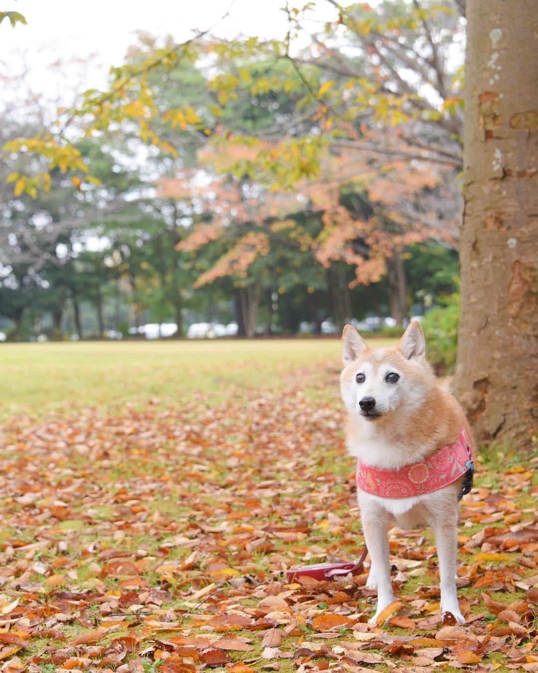meekooのインスタグラム：「久しぶりにりんごさんと自転車でロング散歩をしてきました。公園はすっかり秋色🍁大好きな季節です。りんごさんもリフレッシュできたかな🐕😊 2020.11.8」