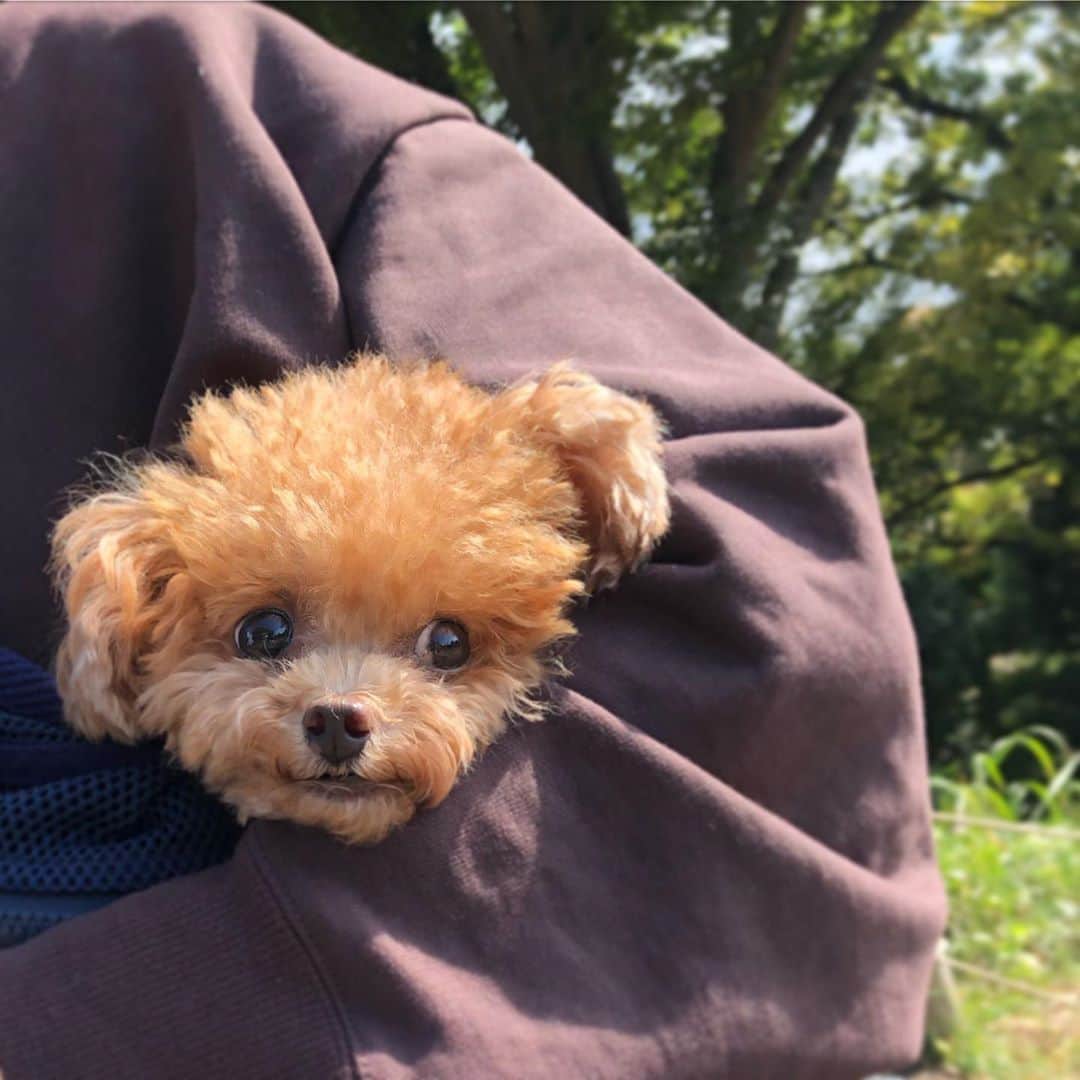 ふわのインスタグラム：「いつもインスタを見ていただきありがとうございます。 皆さまにお伝えするべきか悩みましたが… （DMにメッセージをいただいた方、お返事できずにすみません）  ふわのことご報告させていただきます。 先月に免疫系の病気を発症しました。何回か体調が突然悪化し、その度に輸血でどうにか乗り越えてきました。輸血していただいたワンちゃん達、供血犬を探してくれた病院の先生方にはただただ感謝です。そして、6回の輸血とお薬でやっと回復傾向がみえてきた矢先に硬直発作をおこし、左目は見えなくなり、体に麻痺があり自力では立つことも歩くこともできない状態に… そんな状態でもふわは小さな体で頑張ってます！  本日、ふわは8歳になりました。 8歳を一緒に迎えられたことに感謝です。  今日は体調が良さそうなのでパワースポットに連れてきました。 パワーいっぱいもらいました!!!!」