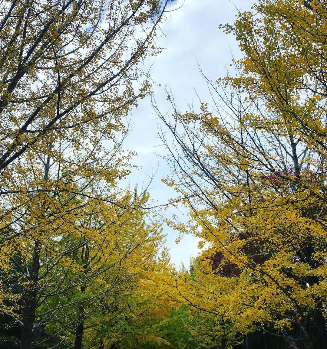 坂木優子さんのインスタグラム写真 - (坂木優子Instagram)「♡ ♡ ♡  Hello Sunday ♡  穏やかな陽気に誘われて♪  黄色いカーペットの上を  ウォーキング♪  紅葉も🍁少しずつ.....  色付いてきました♡  あ〜　きもちぃ♪   今度は　ピクニックしながら  フリスビー🥏　しよっ♪  #自然と暮らす  海と山のある  生活♡ ここで子育てができて  ほんとに良かった♡  公園で遊ぶ子どもたちの声が  懐かしく感じます♡  #hayama #zushi #shonan #beautiful #公園フォト #自然が好き #海 #山 #自然のある暮らし  #紅葉 #いちょうの木 #今日のコーデ #お散歩コーデ #山歩き」11月8日 14時12分 - beacheyuko