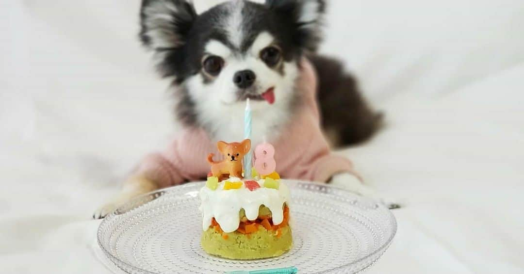 くるるのインスタグラム：「お久しぶりです🐶 先日くるるは８歳になりました🎂 変わらず元気です🙌‼  今年のケーキは手作りしたら、どちゃクソ可愛いドッグケーキになりました(灬´ิω´ิ灬)✨ 自画自賛が止まりません。  半年ほど前にチワワ界のまゆゆになり、このアカウントを停止していました。  何のお知らせもなく急にまゆゆになっちゃったので、ビックリさせちゃってごめんなさい🙏 (問い合わせが殺到したお友達のみんなもチワワ界のまゆゆになったよってお返事対応してくれてありがとう🙏💓)  これからもこのアカウントでまゆゆの事を、あっ間違った💦くるるの事を投稿することはありません🙈  でもたまにお友達の @ayutani3 (チェリシェルばぁちゃんと、イタズラもしないし、オモチャ投げろってしつこく持ってこなくて、くるるブチ切れてるのにチャント空気が読める、そして何より💩食べないチャイちゃん)のところに登場すると思うので、フォローしてチェックしてもらえればなと思います😊🎶  このアカウントもまた停止するのでそのうち見れなくなりますが、たまに諸事情で見れたりもします笑  まゆゆになったりならなかったりしますが気にしないで下さいね～( ᷇࿀ ᷆ )/  #instachihuahua #instadog#ig_dogphoto #chihuahua #dog #チワワ #ふわもこ部 #犬バカ部 #치와와 #吉娃娃 #奇瓦瓦 #lovedogs #ロングコートチワワ #IGersjp#ilovemydog  #dogstagram  #dogs_of_instagram #GALAXYカメラ部 #withGalaxy #手作りドッグケーキ #ドッグケーキ #Dogcake」