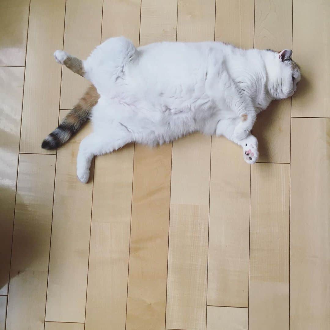 ありす & まりあのインスタグラム：「meow 🐑 もふもふ待ち♡」