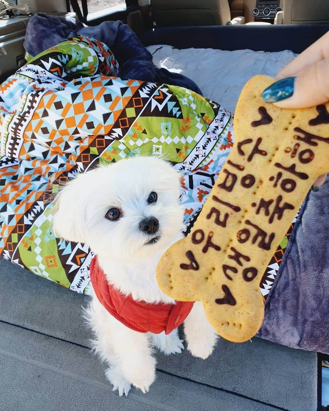 minikkallongさんのインスタグラム写真 - (minikkallongInstagram)「생일축하빵🐶 #빙수생일#사랑해💕」11月8日 14時19分 - minikkallong