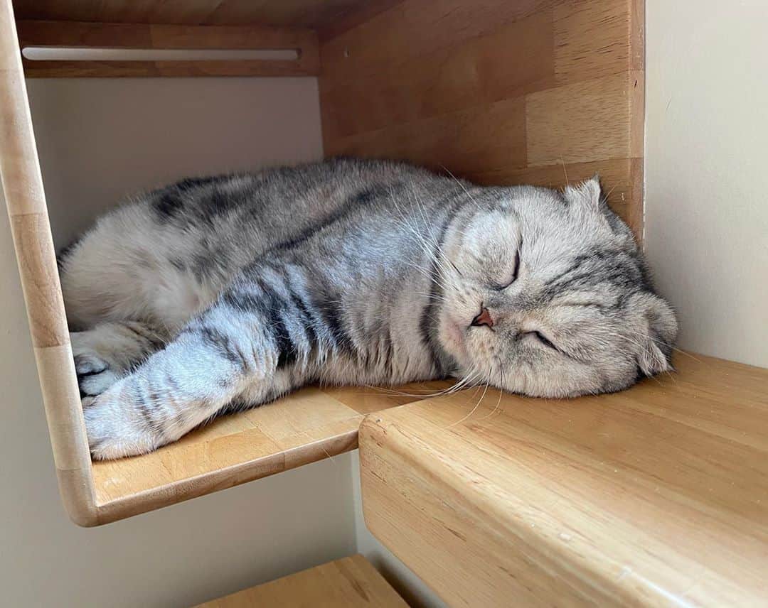 Mammoth and Grizzlyのインスタグラム：「Let’s take a nap💕 #nala」