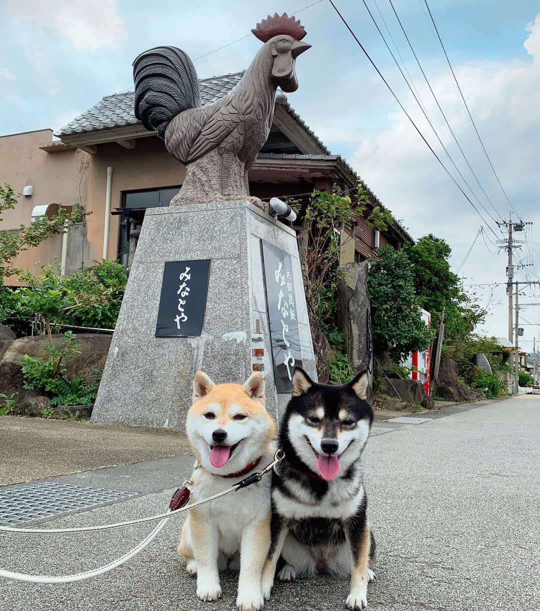 豆柴なつ&ふゆのグルメインスタ