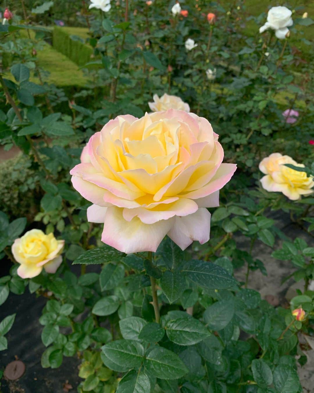 木部さんさんのインスタグラム写真 - (木部さんInstagram)「薔薇の花🌹﻿ ﻿ ﻿ ﻿ ﻿ ﻿ ﻿ ﻿ #薔薇﻿ #薔薇の花 #良い香り #薔薇園 #綺麗なお花 #秋 #roses🌹 #rosegarden #beautifulflowers #lovelyscent #autumn   ﻿」11月8日 15時01分 - kibe_dayo