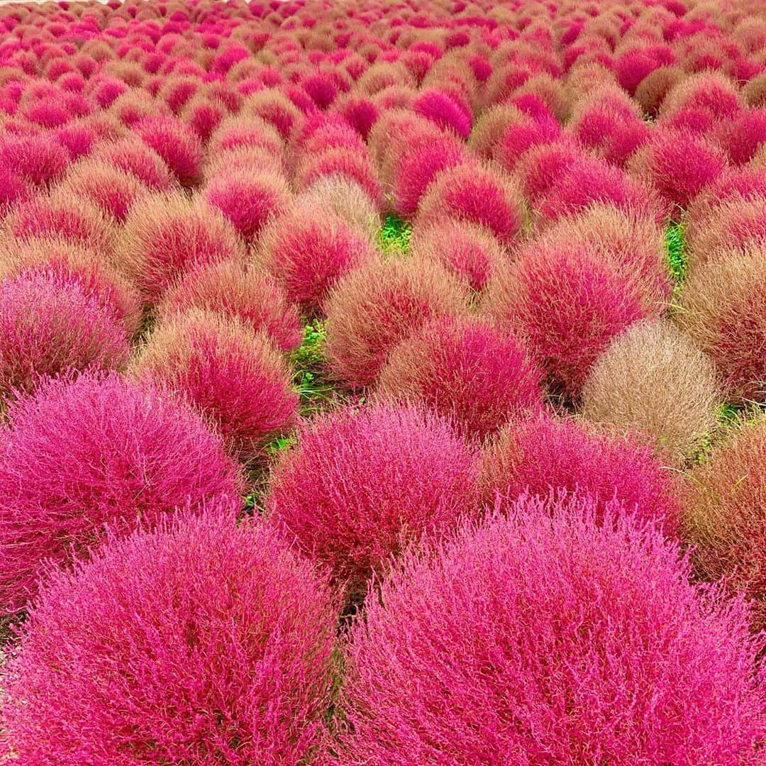 小出由華のインスタグラム：「先日見に行ったコキア💕もふもふで可愛い✨日本は四季折々色々なことが楽しめて最高ですね🥰✨ちなみにコキアって食べられるそうな。驚きと発見でした😊 ・ ・ ・ #コキア #ほうき草 #赤いもふもふ#秋#autumn#efterår #japan #kochia」