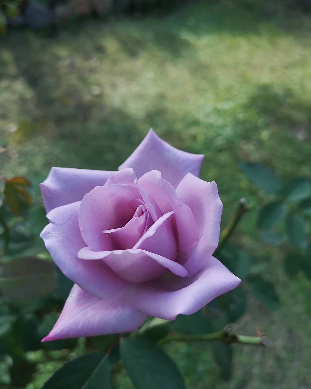 sho.candyさんのインスタグラム写真 - (sho.candyInstagram)「. 昨日、庭いじりしてたら この辺をよく通るおじさんから いただいたばらの実。  山でとってきたんだそう。 ばらの実、欲しかったので庭いじりしててよかった☻♡ツイてる☻ 来年もくれるらしい😆 . 薔薇もまたまた咲き始めました🌱 . . . #スズバラ #ばらの実 #玄関#秋の庭#秋の訪れ #ガーデン#ガーデニング#ナチュラルガーデン#お庭#庭#暮らしを楽しむ#暮らし#日々のこと#花のある暮らし#植物#庭作り#季節を楽しむ#雑木の庭#サンキライ #garden#gardening#flowers#mygarden#myhome #庭のある暮らし#バラ#薔薇」11月8日 15時31分 - sho.candy