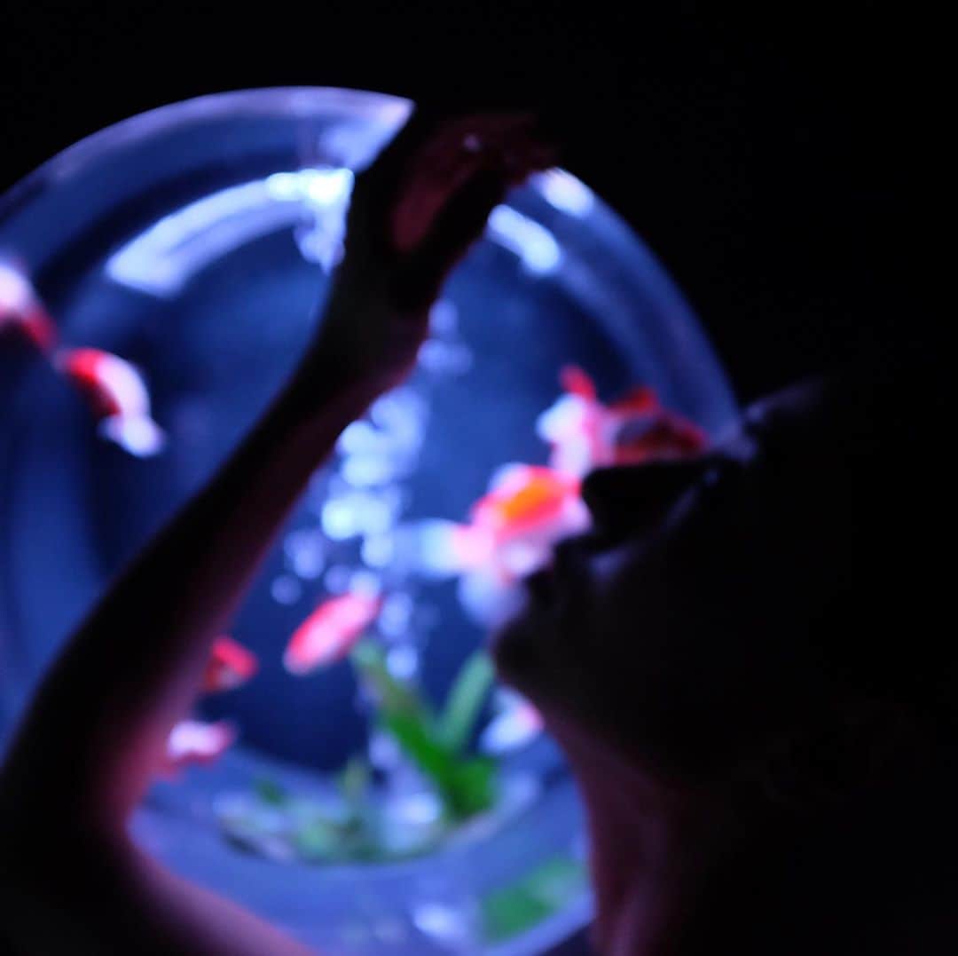 池田美佳さんのインスタグラム写真 - (池田美佳Instagram)「Hand. part 2 photo Atsumi Takemoto @takeatsu_photo   #photo #photograph #photographer #手 #身体表現 #performance #art #performingarts #creative #light #colour #artaquarium #voguejapan #dancersphotography」11月8日 15時53分 - mikaring72