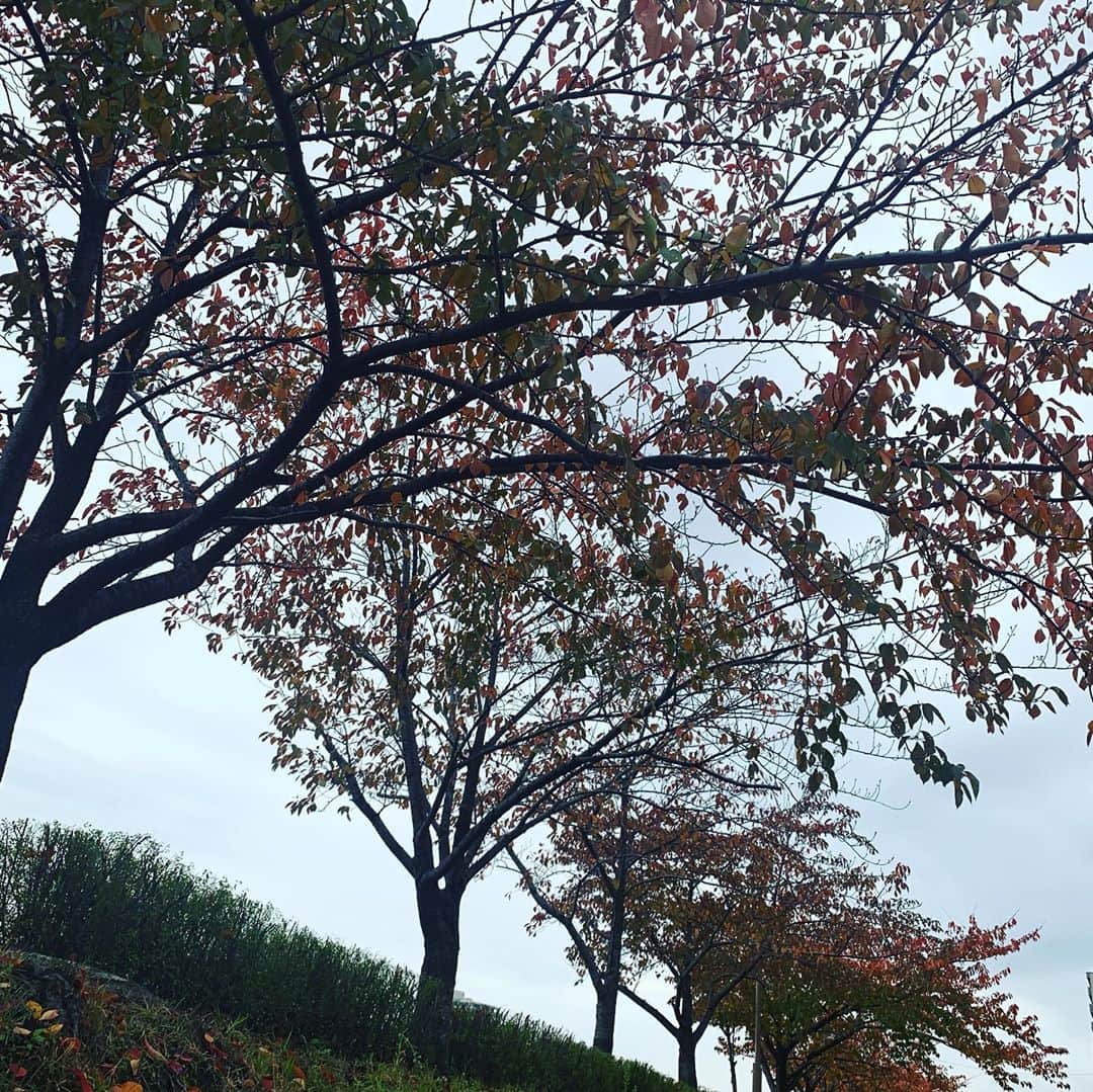 鈴木杏さんのインスタグラム写真 - (鈴木杏Instagram)「新潟公演、無事に終了しました🌈🌈🌈ご来場くださった皆様、エールを送ってくださった皆様、ありがとうございます🙇🏻‍♀️✨客席からのあたたかいエネルギーに包まれながら、楽しくピョンピョン跳ねておりました✨🧚🏻✨聞けば、りゅーとぴあの公演自体が久しぶりだったとか。こんな風に、徐々に演劇が各地で動き出せますように🙏🏻🌈🌈🌈今はまだ、美味しいものをいただいたり、その土地土地を存分に浴びることは許されませんが、公演が出来ることがまずうれしい。いつかまた、、、！！！❤️🧡💛💚💙💜#真夏の夜の夢#原作#ウィリアムシェイクスピア#潤色#野田秀樹#演出#シルヴィウプルカレーテ#新潟#りゅーとぴあ#今回は#紅葉#夏#劇場#裏#蓮池#好き」11月8日 16時17分 - anne.suzuki.official