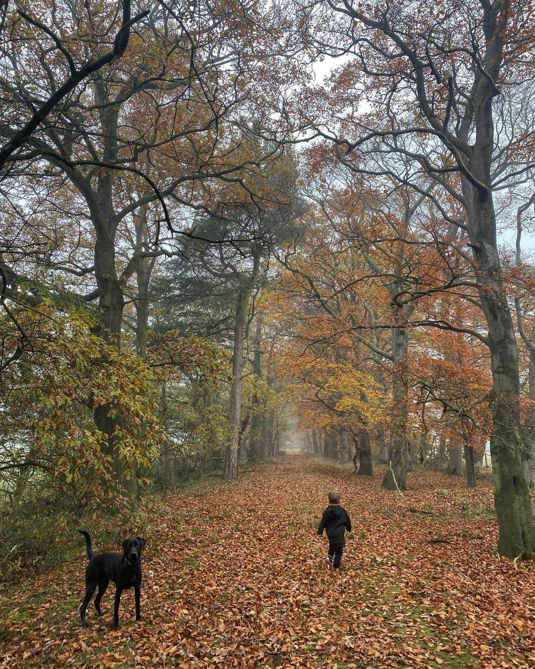 ヘレン・スケルトンさんのインスタグラム写真 - (ヘレン・スケルトンInstagram)「Autumn. #faveseason #autumn #woods #forest #trees #freshair #breathe #weekendsareforwalking 😍🌳」11月8日 16時39分 - helenskelton