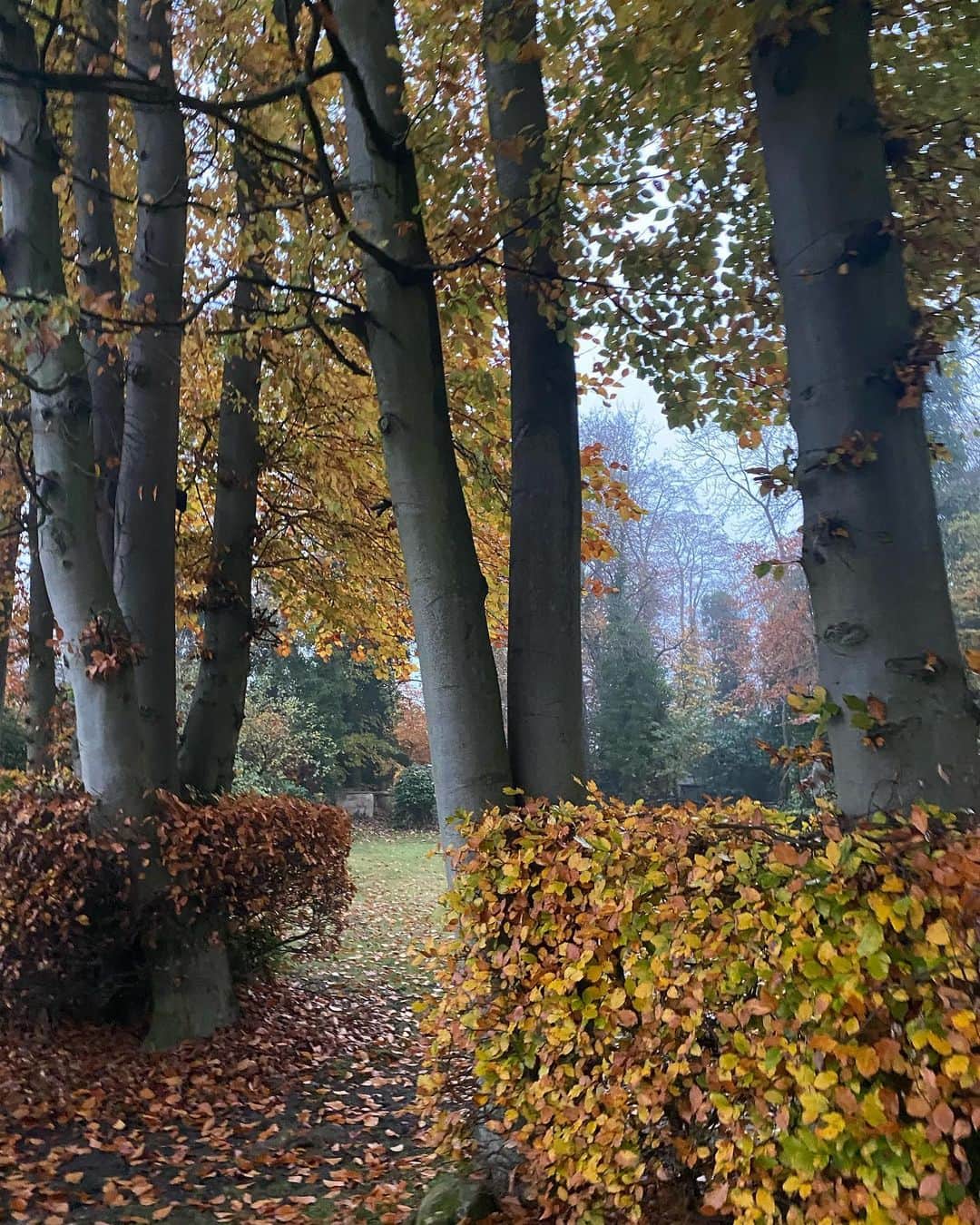ヘレン・スケルトンさんのインスタグラム写真 - (ヘレン・スケルトンInstagram)「Autumn. #faveseason #autumn #woods #forest #trees #freshair #breathe #weekendsareforwalking 😍🌳」11月8日 16時39分 - helenskelton