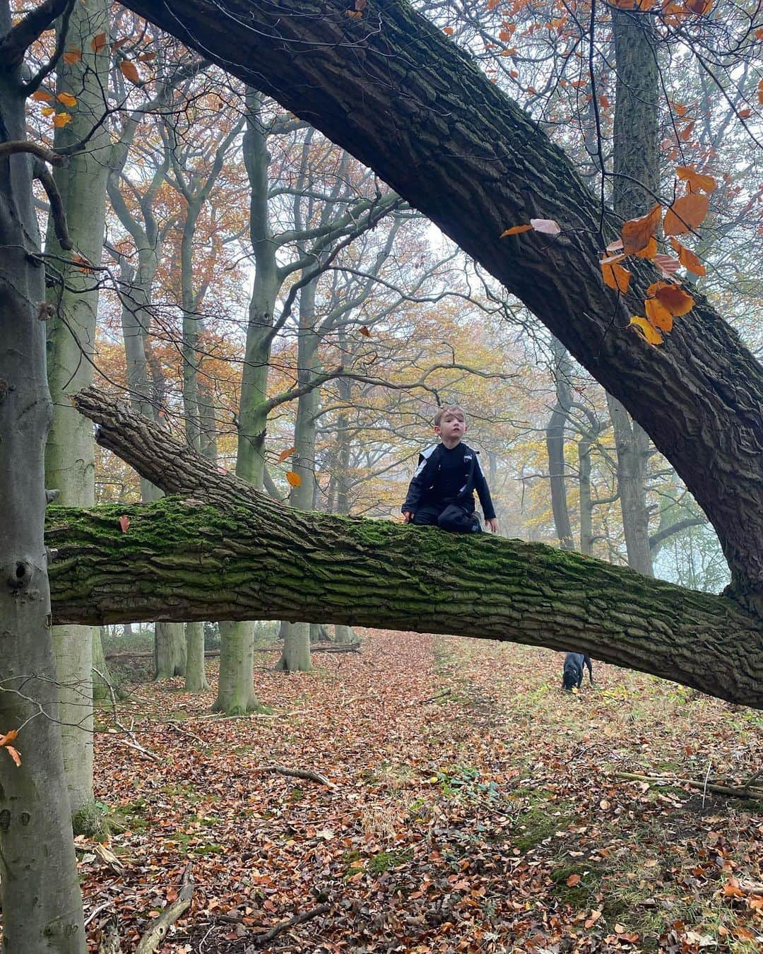 ヘレン・スケルトンさんのインスタグラム写真 - (ヘレン・スケルトンInstagram)「Autumn. #faveseason #autumn #woods #forest #trees #freshair #breathe #weekendsareforwalking 😍🌳」11月8日 16時39分 - helenskelton