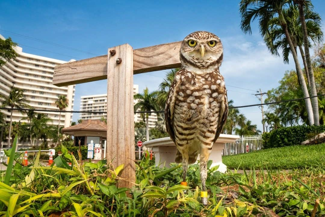 ナショナルジオグラフィックさんのインスタグラム写真 - (ナショナルジオグラフィックInstagram)「Photo by Karine Aigner @kaigner / The Florida burrowing owl is a special kind of force, and the Marco Island community is the species’ force field. The epitome of perseverance, this owl digs its burrows in million-dollar lawns and raises its chicks to adulthood while navigating a concrete landscape of humans, trash, dogs, cats, and cars—and it even steals lace panties off clothing lines to decorate its home during mating season. This is a species that has changed its normal behavior to live among the humans who have redefined its home—and on Marco Island, a small group of humans are doing their best to protect it.  Owl Watch, a community volunteer organization that monitors burrows on Marco Island, has helped create laws to protect the owls and also begun a ‘starter burrow’ project. If you're a homeowner and you'd like owls to burrow in your yard, @audubonsociety’s Owl Watch team will dig starter burrows in your lawn to entice the owls to choose you! For more wildlife stories follow @kaigner!  #burrowingowl #urbanwildlife #owls」11月8日 16時39分 - natgeo