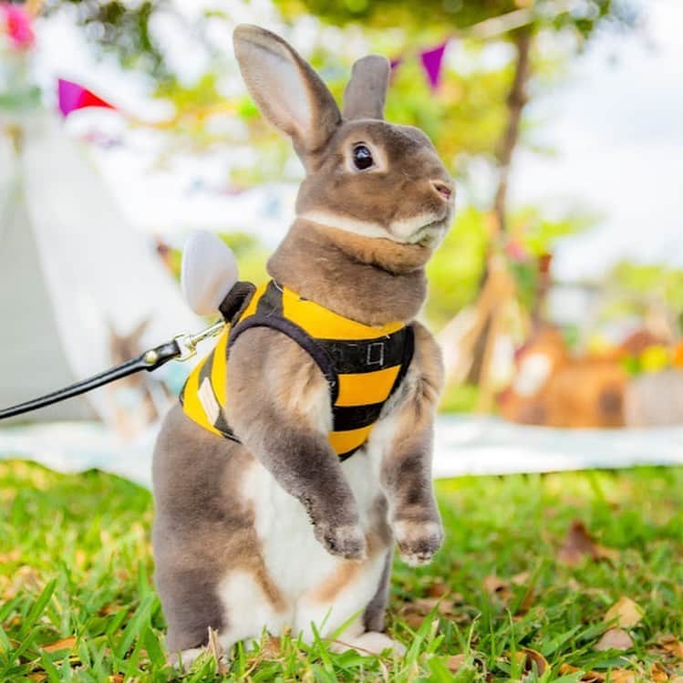 Kayoのインスタグラム：「2020.11.7🎪 ・ ・ そしてさくらんの誕生日は いくらんをお迎えした日🐝 1年でむっちむちの暴れん坊になるとは😂」