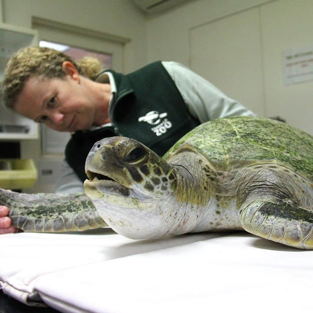 タロンガ動物園さんのインスタグラム写真 - (タロンガ動物園Instagram)「We are beyond pleased to announce that today the NSW Treasurer Dominic Perrottet and Environment Minister Matt Kean announced that Taronga Sydney and Western Plains Zoo will receive $37.5 million from the NSW Government.  This funding will help build two brand-new Wildlife Hospitals in Sydney and Dubbo and a state-of-the-art Reptile and Amphibian Conservation Centre at Taronga Zoo Sydney. Not only is this an incredible moment in Taronga’s history, but it is an incredible step for the future of both wildlife and wildlife conservation.   This commitment has come at the most critical time as we find ourselves in the midst of a sixth mass extinction. Australia has the unenviable record of having the highest mammalian extinction rate in recent history, and a staggering 3 billion animals were either killed or displaced as a result of the recent bushfire crisis.   Now more than ever that we need to commit and continue the incredible work that will help alter the trajectory that faces Australian wildlife. We have the people, we have the knowledge and soon we will have the world-class, purpose-built facilities to match the skills and increasingly ambitious conservation goals.   To find out more or to donate visit www.taronga.org.au/donate   #forthewild」11月8日 17時01分 - tarongazoo