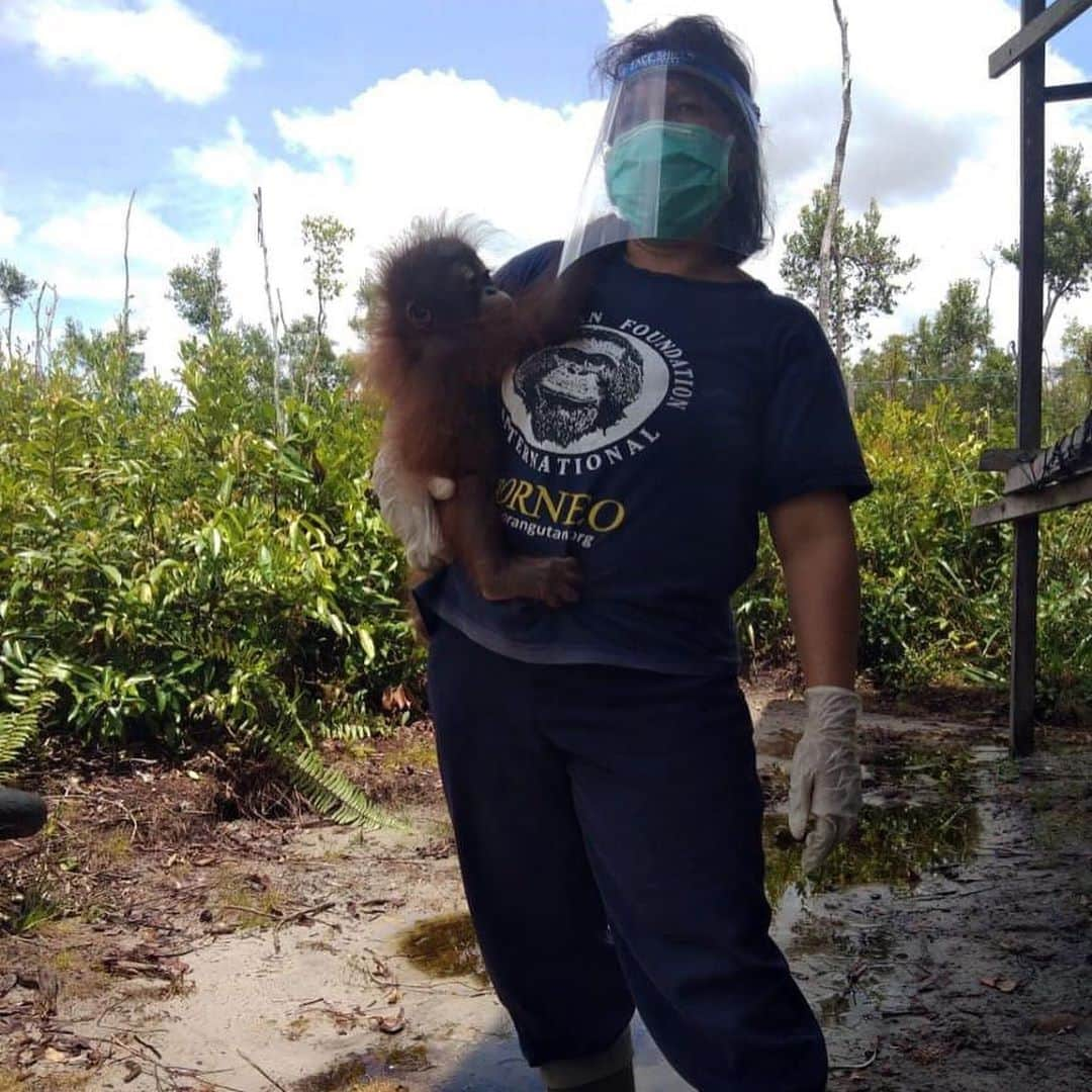 OFI Australiaさんのインスタグラム写真 - (OFI AustraliaInstagram)「During Orangutan Awareness Week we continue to celebrate the incredible work of our caregivers. Here are just a few of the wonderful women at the OFI Care Centre who work tirelessly to look after rescued #orphan #orangutans in the infant nursery at Camp Danielle.  Camp Danielle is tucked away in a corner of the Learning Forest away from the hustle and bustle from the rest of the Care Centre. Here, the infant orangutans have tranquility and quiet with only the sounds of the forest around them. Each orangutan is cared for in a tailor-made way including diet and medicine (if necessary).  With a dedicated team of caregivers working day and night shifts, the infant orangutans receive care around the clock. For those infants who are too young to sleep alone at night, a caregiver will sleep with them to provide the reassurance they need. As you can imagine, the staff genuinely love their work and become very attached to the orphans!  #OrangutanAwarenessWeek #orangutancaregivers #orangutanrehabilitation #borneo #saynotopalmoil #babyorangutan #fosteranorangutan #donate #ofi #ofiaustralia _________________________________ 🦧 OFIA Founder: Kobe Steele kobe@ofiaustralia.com  OFIA Patron: Dr Birute Galdikas @drbirute @orangutanfoundationintl @orangutan.canada www.orangutanfoundation.org.au 🦧 🧡 🦧」11月8日 17時23分 - ofi_australia