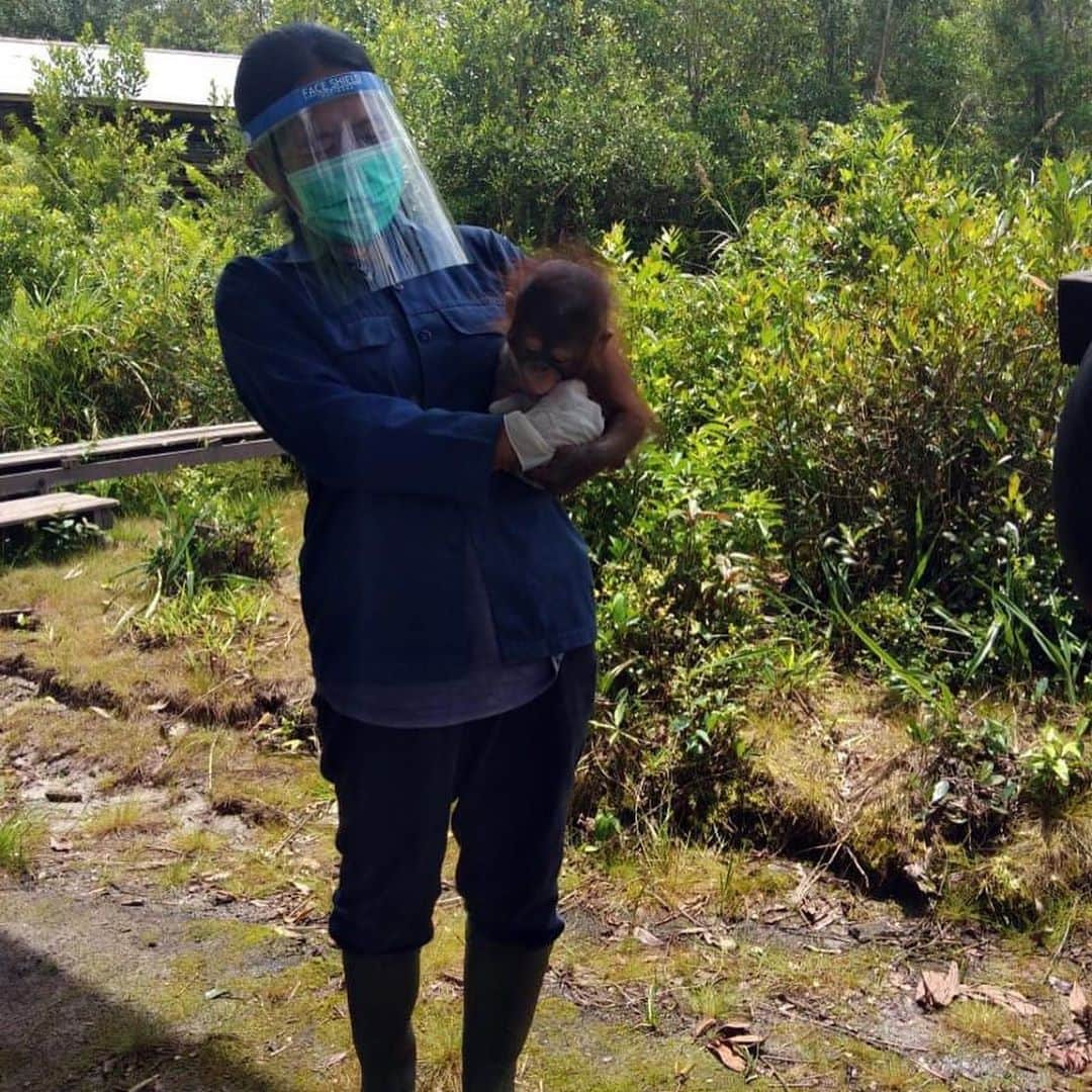 OFI Australiaさんのインスタグラム写真 - (OFI AustraliaInstagram)「During Orangutan Awareness Week we continue to celebrate the incredible work of our caregivers. Here are just a few of the wonderful women at the OFI Care Centre who work tirelessly to look after rescued #orphan #orangutans in the infant nursery at Camp Danielle.  Camp Danielle is tucked away in a corner of the Learning Forest away from the hustle and bustle from the rest of the Care Centre. Here, the infant orangutans have tranquility and quiet with only the sounds of the forest around them. Each orangutan is cared for in a tailor-made way including diet and medicine (if necessary).  With a dedicated team of caregivers working day and night shifts, the infant orangutans receive care around the clock. For those infants who are too young to sleep alone at night, a caregiver will sleep with them to provide the reassurance they need. As you can imagine, the staff genuinely love their work and become very attached to the orphans!  #OrangutanAwarenessWeek #orangutancaregivers #orangutanrehabilitation #borneo #saynotopalmoil #babyorangutan #fosteranorangutan #donate #ofi #ofiaustralia _________________________________ 🦧 OFIA Founder: Kobe Steele kobe@ofiaustralia.com  OFIA Patron: Dr Birute Galdikas @drbirute @orangutanfoundationintl @orangutan.canada www.orangutanfoundation.org.au 🦧 🧡 🦧」11月8日 17時23分 - ofi_australia