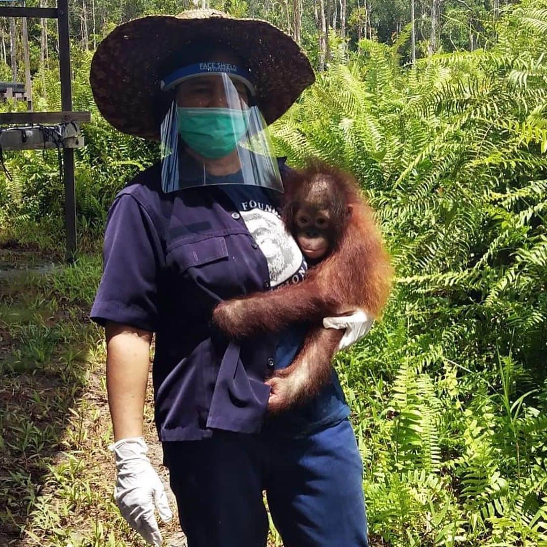 OFI Australiaさんのインスタグラム写真 - (OFI AustraliaInstagram)「During Orangutan Awareness Week we continue to celebrate the incredible work of our caregivers. Here are just a few of the wonderful women at the OFI Care Centre who work tirelessly to look after rescued #orphan #orangutans in the infant nursery at Camp Danielle.  Camp Danielle is tucked away in a corner of the Learning Forest away from the hustle and bustle from the rest of the Care Centre. Here, the infant orangutans have tranquility and quiet with only the sounds of the forest around them. Each orangutan is cared for in a tailor-made way including diet and medicine (if necessary).  With a dedicated team of caregivers working day and night shifts, the infant orangutans receive care around the clock. For those infants who are too young to sleep alone at night, a caregiver will sleep with them to provide the reassurance they need. As you can imagine, the staff genuinely love their work and become very attached to the orphans!  #OrangutanAwarenessWeek #orangutancaregivers #orangutanrehabilitation #borneo #saynotopalmoil #babyorangutan #fosteranorangutan #donate #ofi #ofiaustralia _________________________________ 🦧 OFIA Founder: Kobe Steele kobe@ofiaustralia.com  OFIA Patron: Dr Birute Galdikas @drbirute @orangutanfoundationintl @orangutan.canada www.orangutanfoundation.org.au 🦧 🧡 🦧」11月8日 17時23分 - ofi_australia