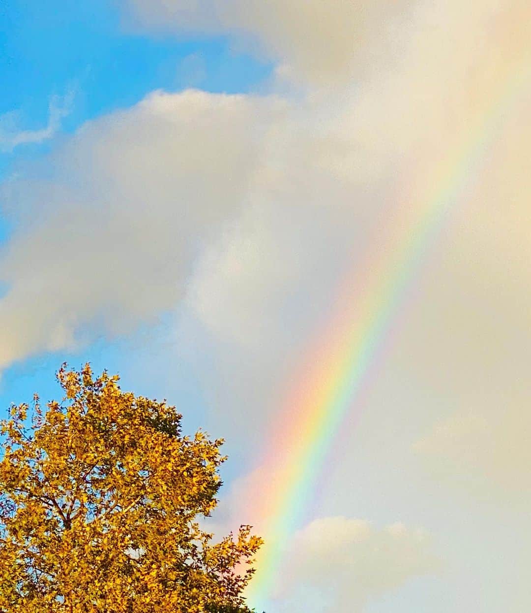 メリッサ・ラウシュのインスタグラム：「🎶 “When all the clouds darken up the skyway, there’s a rainbow highway to be found...”🎶  Oh, what a beautiful day! Still can’t get over this rainbow we saw as we were celebrating the election news. Here’s to hope filled skies ushered in by @joebiden and @kamalaharris 💙🇺🇸♥️ 🇺🇸🤍 🇺🇸」