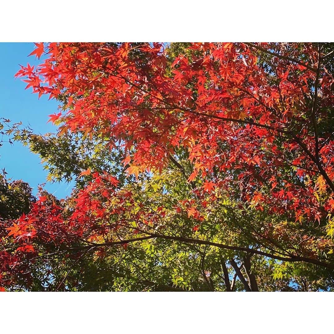 芦崎愛さんのインスタグラム写真 - (芦崎愛Instagram)「ハマナビで横浜秋さんぽ🍁✨ 深まる秋を満喫してきました！  #ハマナビ #横浜 #秋 #紅葉 #紅葉狩り」11月8日 17時35分 - mana_ashizaki