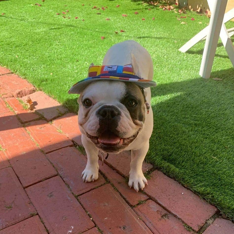 French Bulldogさんのインスタグラム写真 - (French BulldogInstagram)「Stay sun smart everybody! ☀️🧢⛱ loving my new hat from @frenchie.world @frankieeethefrenchie . . . . . #frenchie #frenchies #französischebulldogge #frenchbulldog #frenchbulldogs #dog #dogsofinstagram #frenchieworld #bully #bulldog #bulldogfrances #フレンチブルドッグ #フレンチブルドッグ #フレブル #ワンコ #frenchiesgram #frenchbulldogsofinstagram #ilovemyfrenchie #batpig #buhi #squishyfacecrewbulldog」11月8日 18時18分 - frenchie.world