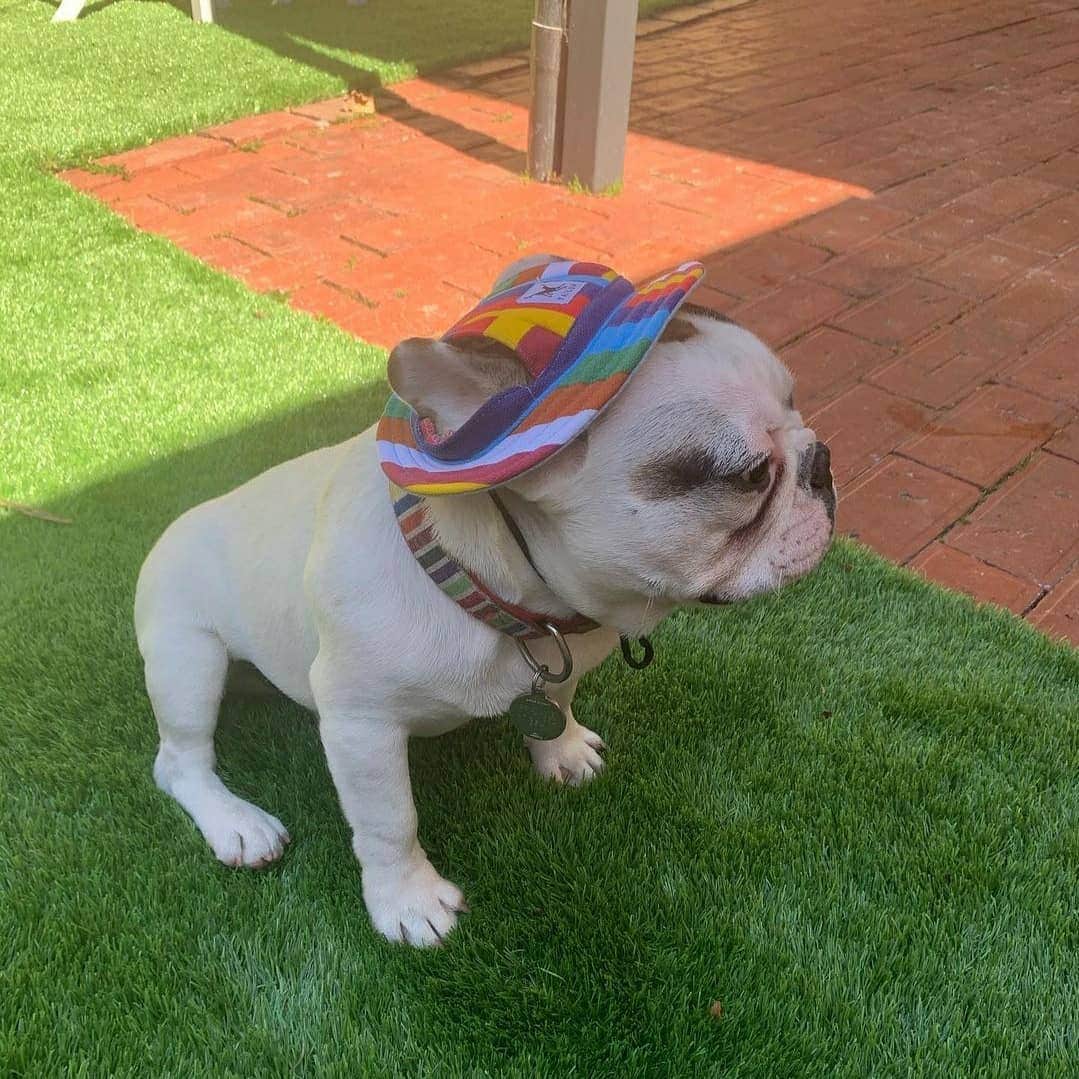 French Bulldogさんのインスタグラム写真 - (French BulldogInstagram)「Stay sun smart everybody! ☀️🧢⛱ loving my new hat from @frenchie.world @frankieeethefrenchie . . . . . #frenchie #frenchies #französischebulldogge #frenchbulldog #frenchbulldogs #dog #dogsofinstagram #frenchieworld #bully #bulldog #bulldogfrances #フレンチブルドッグ #フレンチブルドッグ #フレブル #ワンコ #frenchiesgram #frenchbulldogsofinstagram #ilovemyfrenchie #batpig #buhi #squishyfacecrewbulldog」11月8日 18時18分 - frenchie.world