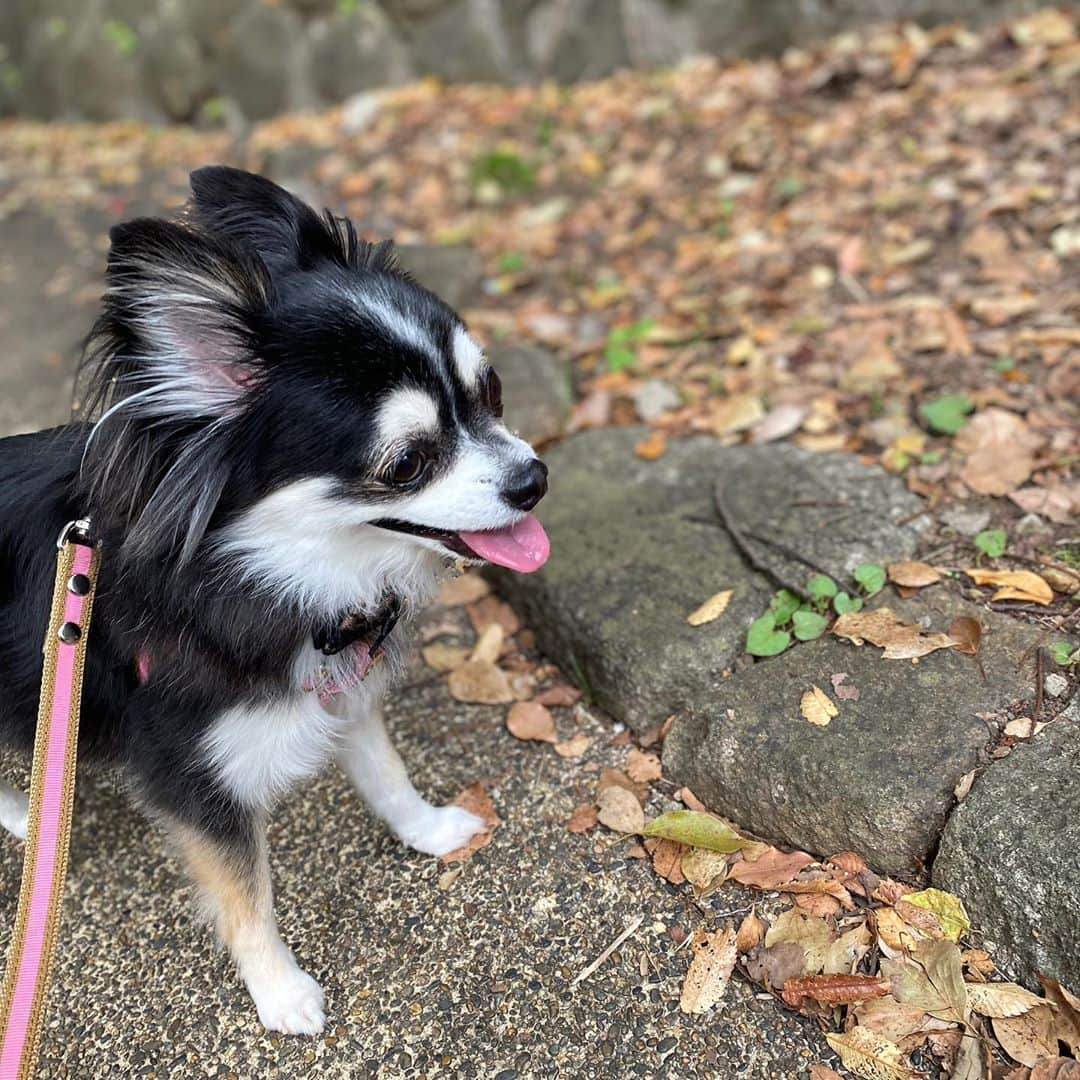 海隼人（有馬佐織）のインスタグラム：「今日の朝散歩は、ロングコーース ✨🐕🍂🍃🍂 気温が結構高めだったのを知らずに、 厚手の物を着て出た結果、 私汗だく🥵💦で、ちょっと恥ずかしい感じ🐒w 外出る前に天気だけじゃなく、気温チェックもちゃんとしなきゃですね🐾  #日課#朝晩散歩 #今日のベストショット #汗だく#w  #japan#november  #マハロ#mahalo #メスだよ #7歳8ヶ月#記録 #いぬがいる暮らし #photography  #チワワ#ロングコートチワワ  #dog#instadog #ブラックタンアンドホワイト #かわいい#女の子#チワワ部#親バカ部  #happy#smile#❤️#😆 #宝塚og#元宝塚 #海隼人」