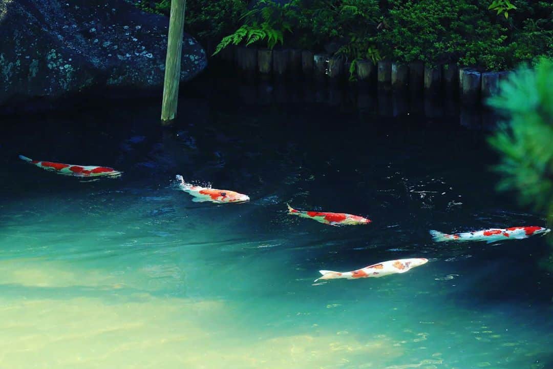 八芳園さんのインスタグラム写真 - (八芳園Instagram)「池を泳ぐ、色鮮やかな鯉の列。 . 先日、八芳園の池には 新たに46匹の鯉が加わりました。 . 毎年10月の終わりから 11月の頭にかけて納入している八芳園の鯉は、  新潟県 旧山古志村 創業50年の 「かんの養鯉場」さんのもの。 . エナメル地の地肌に真っ赤な紅が映える 美しい鯉「かんの五色」で有名な養鯉場です。 . 全日本大会でも国魚賞を受賞している 国内にはなかなか出回らない 「かんの養鯉場」さんの美しい鯉は、 季節とともに、華やかに池を彩ります。 . 今回の納入で、 池の鯉の総数は約250匹ほどとなりました。 . 庭園に動きと華やぎを与える 色とりどりの鯉の美しさを、 紅葉とともにお愉しみくださいませ。 . .  . #八芳園 #結婚式場 . #日本庭園 #鯉 #錦鯉 #紅葉 #紅葉スポット #港区 #東京 . #東京観光 #東京カメラ部  #自然が好き #庭好き　#写真好き  #写真好きな人と繋がりたい  #カメラ好きな人と繋がりたい  #風景写真を撮るのが好きな人と繋がりたい  #その瞬間に物語を  . #和装結婚式 #プレ花嫁 #式場探し #プレ花嫁さんと繋がりたい . #japanesegarden  #tokyotrip  #jg_japan  #photostagram  #tokyotokyo #tokyotodo  #forbestravelguide #japan_of_insta」11月8日 18時43分 - happoen