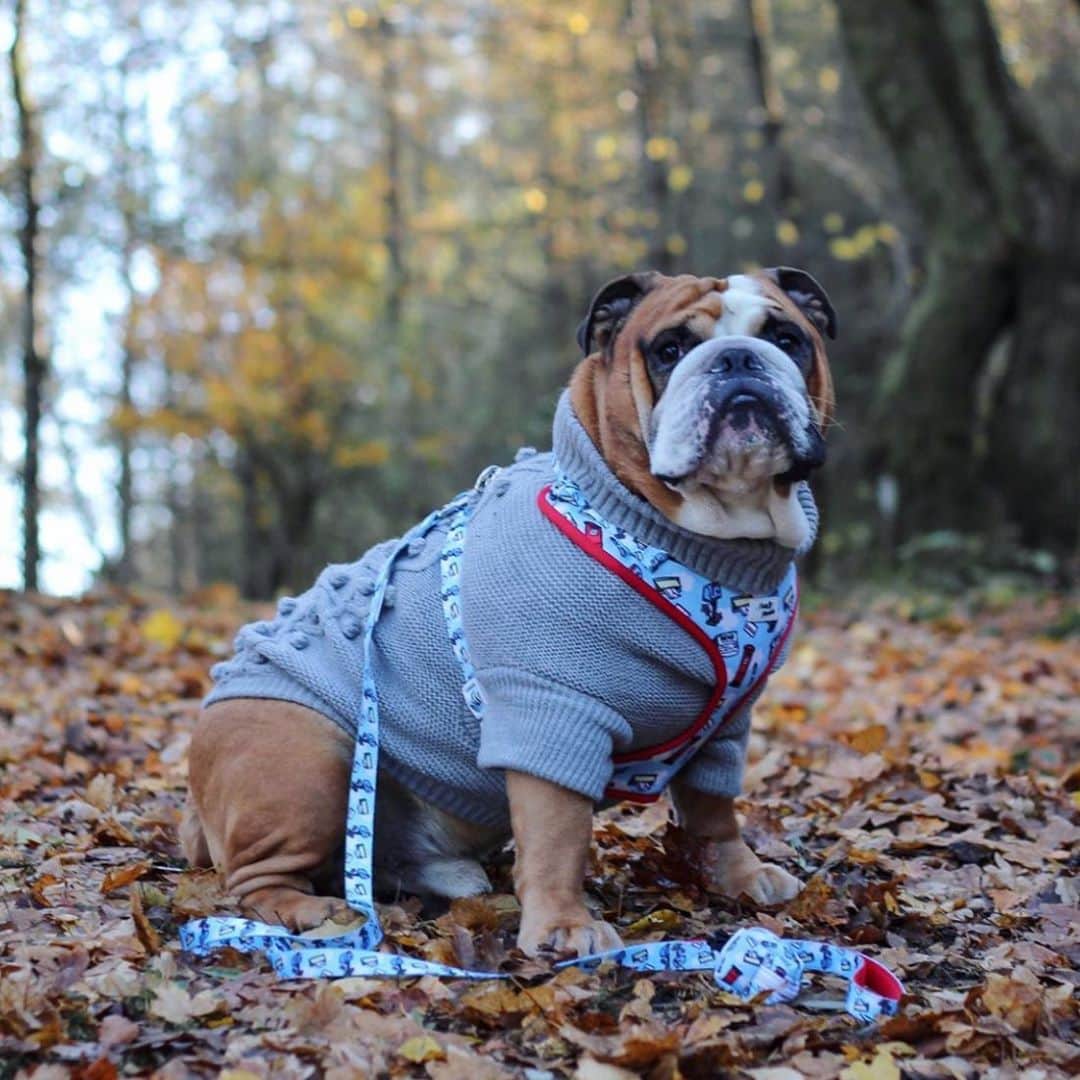 Bodhi & Butters & Bubbahさんのインスタグラム写真 - (Bodhi & Butters & BubbahInstagram)「Sweater weather 🥰 . . . . . #sweaterweather #fallvibes #sundayfunday #sunday #bulldog #snuggles #fall #leaves #sweater #dog #style #stylish #puppy #love #cute #dogsofinstagram #puppylove #bestoftheday 📸 @mrbeefy_bulldog ❤️」11月9日 4時48分 - keonistuff