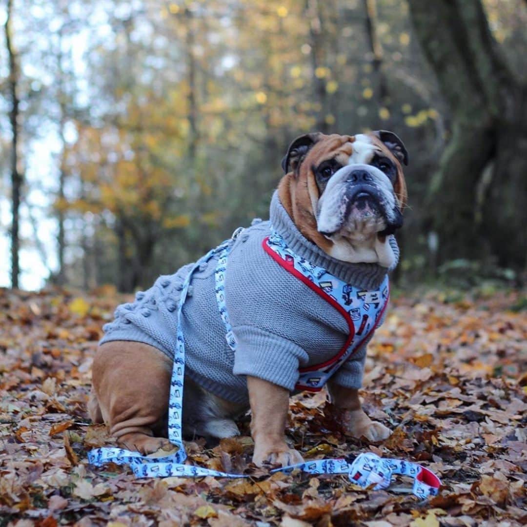Bodhi & Butters & Bubbahのインスタグラム：「Sweater weather 🥰 . . . . . #sweaterweather #fallvibes #sundayfunday #sunday #bulldog #snuggles #fall #leaves #sweater #dog #style #stylish #puppy #love #cute #dogsofinstagram #puppylove #bestoftheday 📸 @mrbeefy_bulldog ❤️」