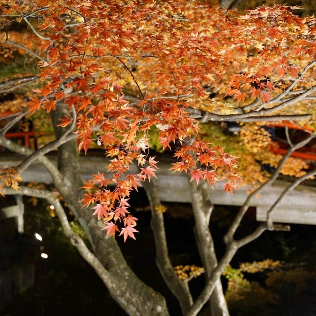 飛河蘭さんのインスタグラム写真 - (飛河蘭Instagram)「紅葉狩り🍁 あ、髪切りました✂️」11月8日 20時40分 - chihiro94ran