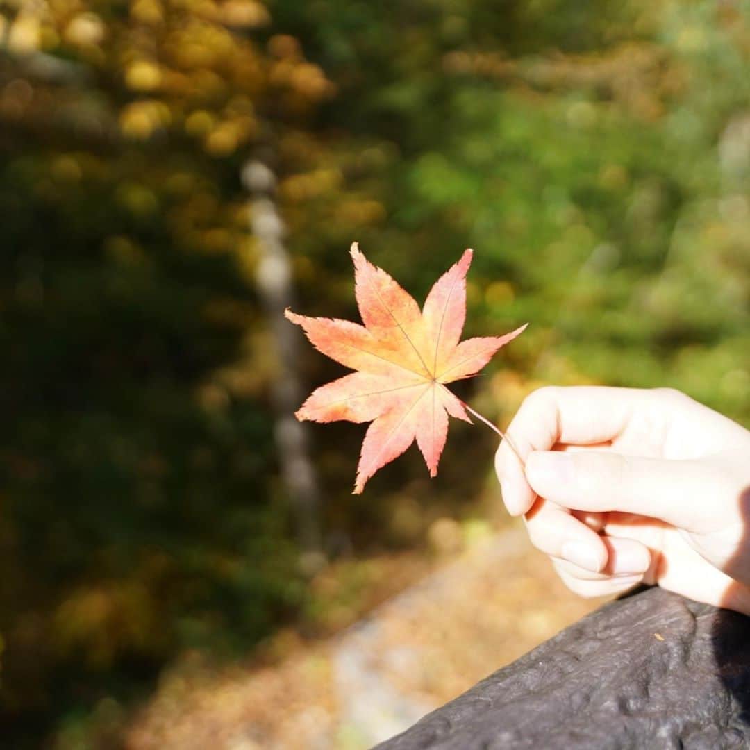 飛河蘭さんのインスタグラム写真 - (飛河蘭Instagram)「紅葉狩り🍁 あ、髪切りました✂️」11月8日 20時40分 - chihiro94ran
