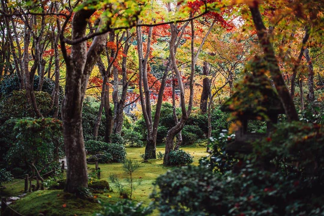 Sonoda COO Yukiyaのインスタグラム：「Autumn Kyoto 嵐山の秋  #Kyoto #autumn」