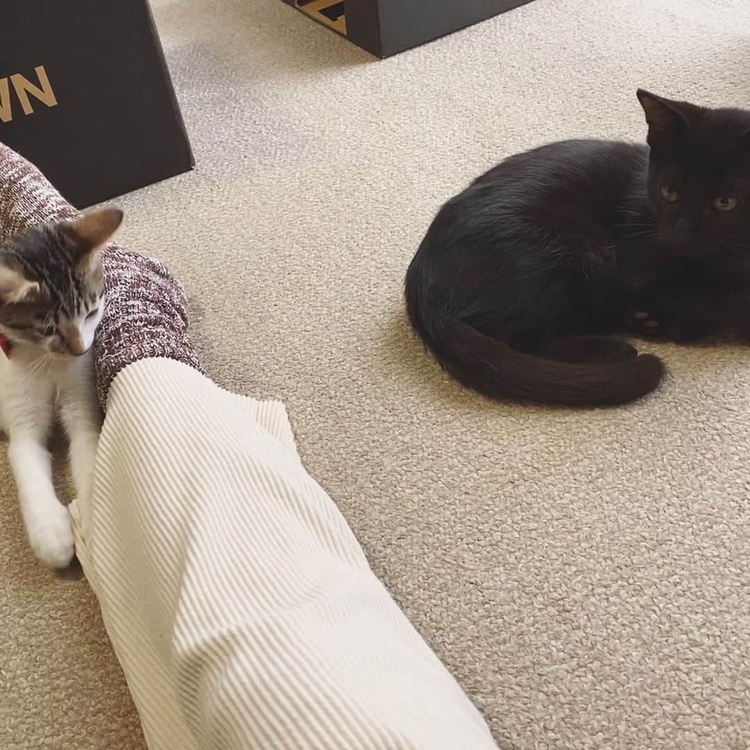 Miki Kanekoさんのインスタグラム写真 - (Miki KanekoInstagram)「🦓🦓🦓 . . . 猫ちゃん少しずつ距離近くなってきました🥺 #まだ抱っこは逃げる　 . . . 👔、pierce…#cityshop 👖…#gallardagalante#gallardagalante_navy  👜…#thecase 👢…#ZARA . . . #子猫 #子猫のいる生活」11月8日 20時54分 - mikiaoba