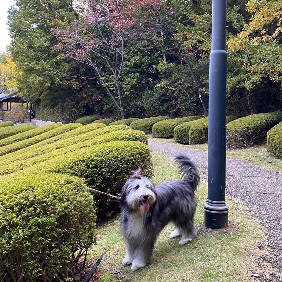 kei515yuさんのインスタグラム写真 - (kei515yuInstagram)「今日は少し離れた公園にお散歩に行ってきました。 公園は秋めいてきていて、気持ち良かったです。 みたらし団子もひと口よばれましたよ。  #ビアデッドコリー #ビアディ #beardedcollie #akaribeardie #beardie #beardedcolliesofinstagram #puppydog #puppygram  #petscorner #insta_animal #dog_ofinstagram #insta_dogs #igdog #topdogphoto #repost_ezyjp #weeklyfluff #dog_features #excellent_dogs #pecoいぬ部」11月8日 21時02分 - kei515yu