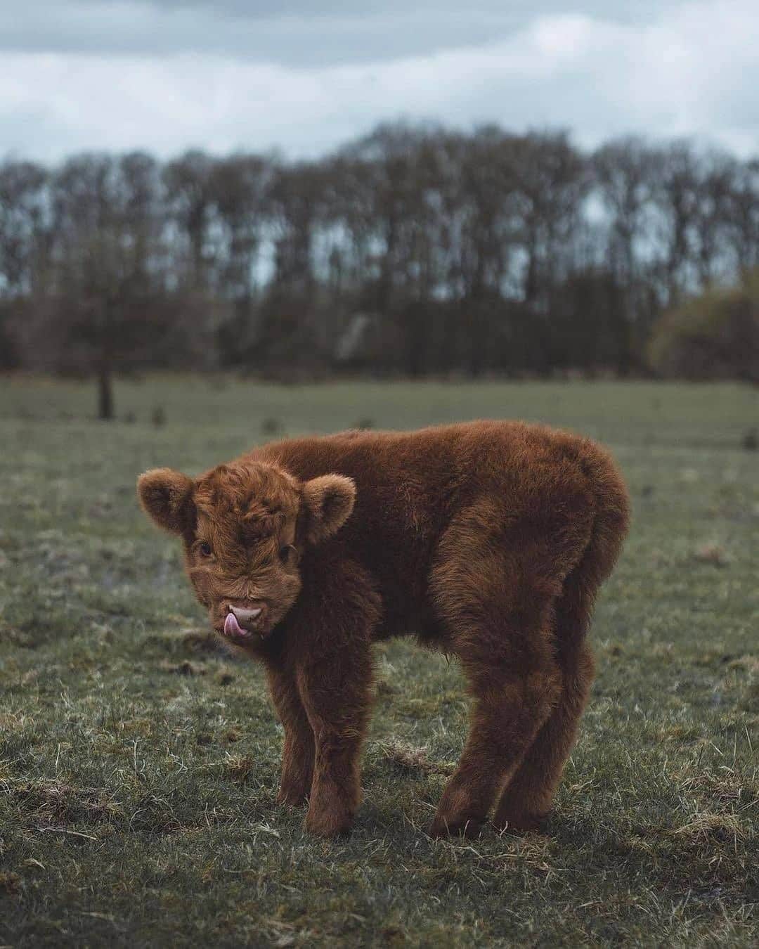 Discover Earthさんのインスタグラム写真 - (Discover EarthInstagram)「Who is your totem animal this weekend ?  📍 Dutch countryside 🐮  🇳🇱 #discoverthenetherlands  with @_nickbanis  Post via @discoverwildlife  . . . . . #dutch  #holland  #netherlands ​#nederland ​#instanetherland  #fitdutchies ​#thenetherland  #fitfamnl ​#igersholland ​#igholland ​#super_holland ​#iamsterdam  #countrylife  #country  #fields  #countryliving  #country_features  #ig_countryside  #rural_love  #cows  #rural  #countryside  #farm  #cowsofinstagram  #dairy  #cow」11月8日 21時00分 - discoverearth