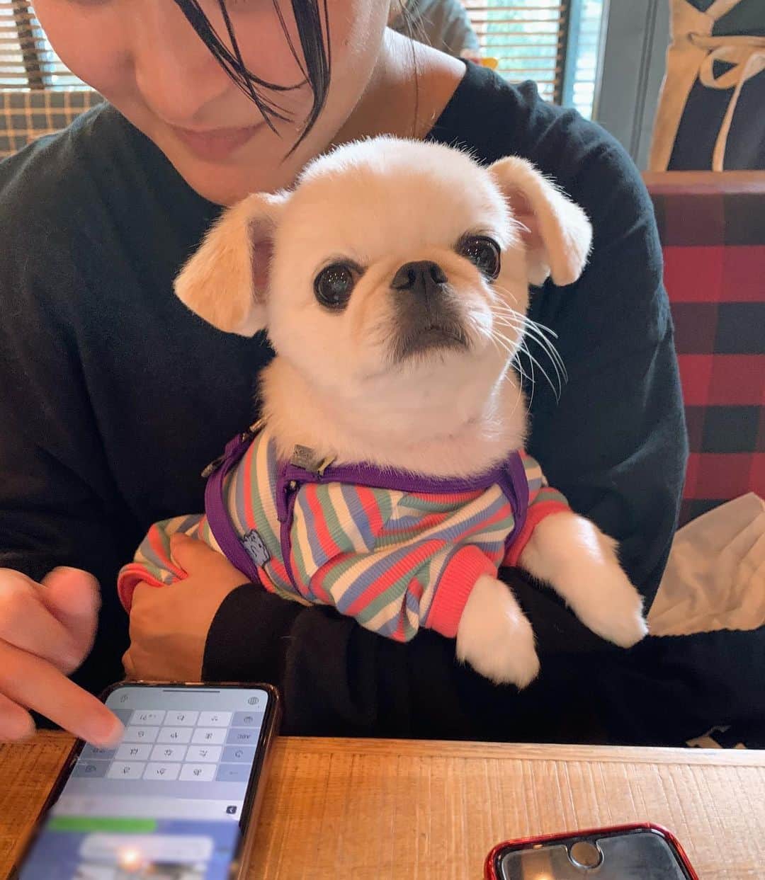 おもちくんのグルメインスタ