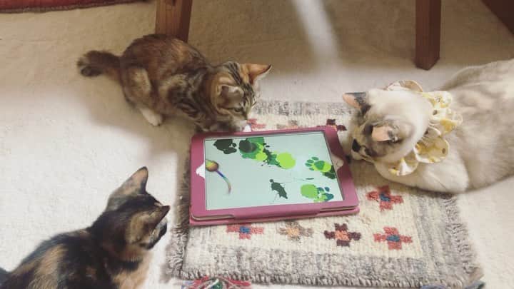 maimocotoのインスタグラム：「#ハナコとチハヤ 立派なお家猫になって、今日卒園しました🏠毎日、写真や動画を撮るのに忙しかったです💦（可愛すぎるから） 里親さんのお家には可愛い娘ちゃんが居て、2人のために色々買って用意してくれていましたよ✨3姉妹の成長が楽しみ❤︎ 到着してすぐは2人でびびってしまったけど、さっき無事におしっこもできたみたいでホッとしています。早くなれて安心できますように。 ＊ ＊ 『ちー、美味しい子猫ちゃんたちがいなくなっちゃって、さみしい。。おかあちゃんのばかーー！』 ＊ ＊ #また来週から新入り子猫がくるから許してね #お届けから戻ったらコトが玄関におもちゃ運んでくれていました #優しいうちの子たち #末長くお幸せにね😭」
