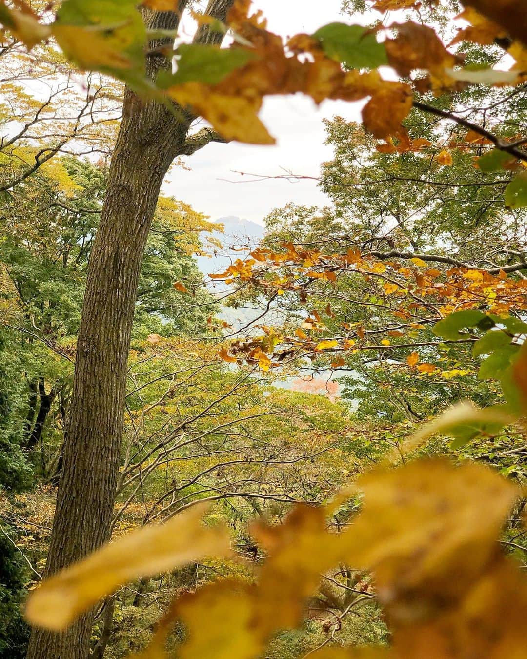 藤田可菜さんのインスタグラム写真 - (藤田可菜Instagram)「#秋の山 はじめまして、#高尾山」11月8日 21時20分 - fujikana0219