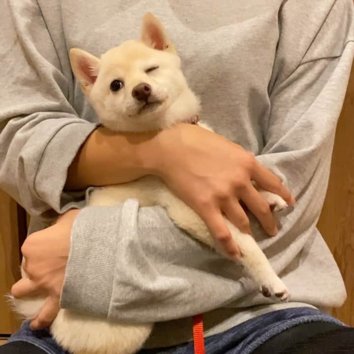 のインスタグラム：「モッチーとモッチー大好き姪っ子ちゃん💓﻿ ﻿ #逃げる事しか考えてないモッチー﻿  #姪っ子ちゃんは﻿ダンス頑張ってます♪ @aire__official @eeny_.jk  ﻿ ——————————————————— ﻿ #子犬　#puppy  #강아지　#小狗　#豆柴 #柴犬 #犬  #shiba  #shibainu #mameshiba #гөлөг #9gag  #9gagpets #barked  #癒し  #dog #pet  #多頭飼い　#白豆柴　#白柴 #animal  #イコール　#petstagram  #anicas  #サンデイ」
