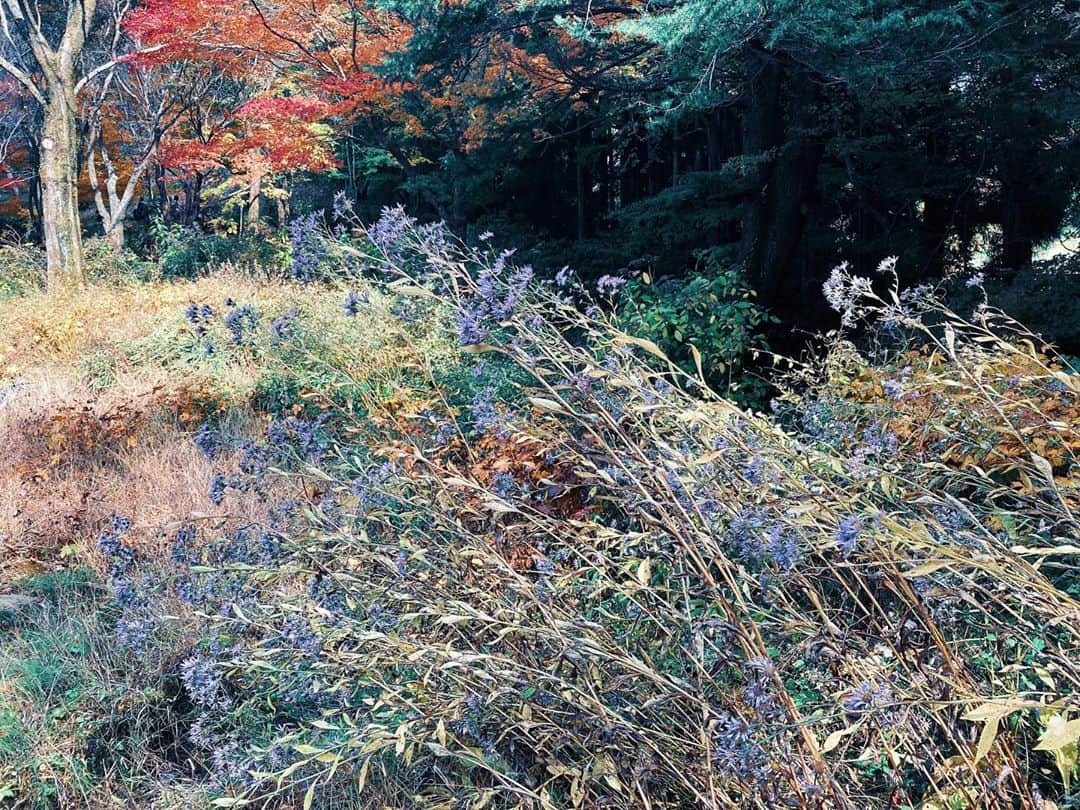 藤野可織のインスタグラム：「六甲山の高山植物園。シオンの茂み。」