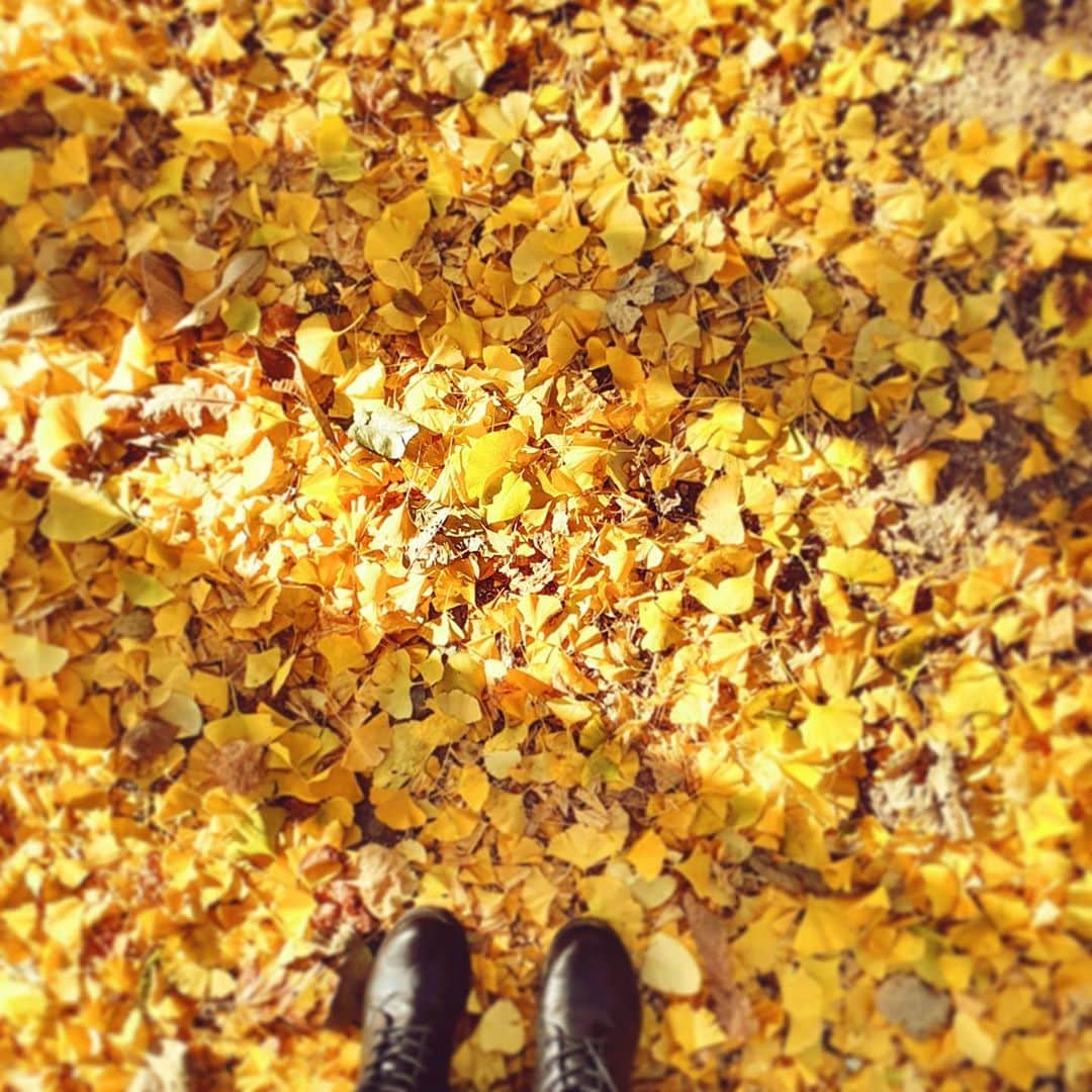 コ・ボギョルのインスタグラム：「🍂」