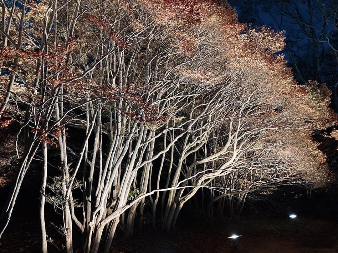 藤野可織のインスタグラム：「夜のドウダンツツジ。」