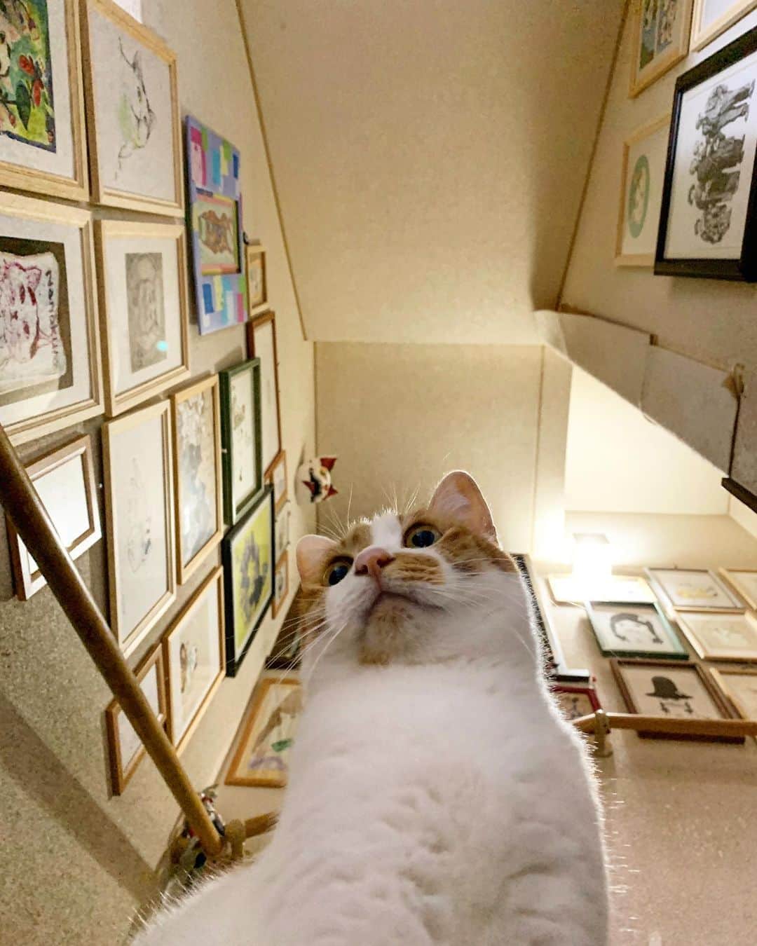 Kachimo Yoshimatsuさんのインスタグラム写真 - (Kachimo YoshimatsuInstagram)「階段のおいなりちゃん。 Oinari-Chan #うちの猫ら #oinari #猫 #ねこ #cat #ネコ #catstagram #ネコ部 http://kachimo.exblog.jp」11月8日 22時03分 - kachimo