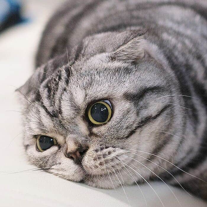 Shishi-maruのインスタグラム：「🐱ねこのきもちWEBMAGAZINE にて、猫エッセイが更新されました。今回は「ふてくされたししまるとかまってほしい私」の話です。是非よろしくお願いします。  【渋ネコししまるさん】#72 ｜ねこのきもちWEB MAGAZINE https://cat.benesse.ne.jp/lovecat/content/?id=85379  🐱My essay about Shishi-maru is serialized in a weekly magazine:) ーーーーーーーーーーーーー 🌺「渋ネコ ししまるさん」ねこのきもちWEB MAGAZINE にて毎週金曜日エッセイの連載中 ーーーーーーーーーーー 📕「ぷっちねこ。」「3匹のちいさな猫を召喚できたなら」「ちいさな猫を召喚できたなら」徳間書店より単行本発売中 ーーーーーーーーーーー ⭐︎ねこ漫画→@tacos_cat 🌺Twitter →@taco_emonemon ーーーーーーーーーーー」