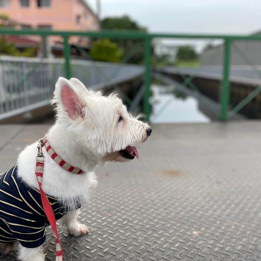 Hoykong&Plamuekのインスタグラム：「Sunday afternoon 😊 #plamuek_westies」